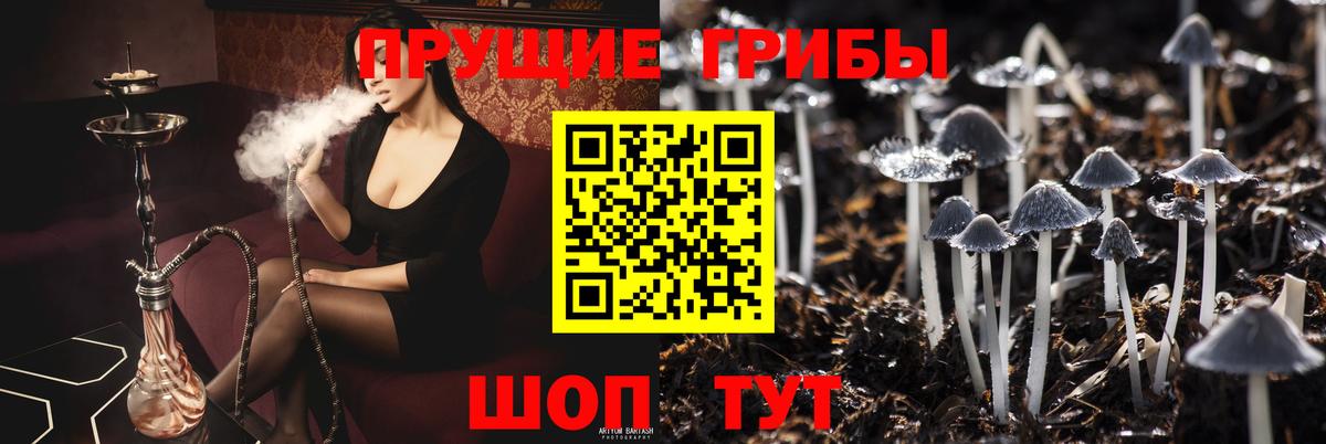 Галлюциногенные грибы Psilocybe  Вход с VPN  Будённовск  купить наркотик  Псилоцибиновые грибы GOLDEN TEACHER 